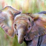 All ears baby elephant