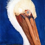 An odd bird, the pelican