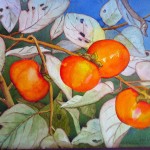 Persimmons on branch
