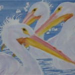 3 pelicans -wcs