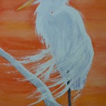 red egret - wcs
