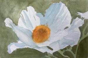 matilija poppy