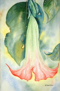 Angel Trumpet