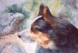 Cattle Dog