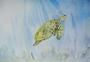 Sea Turtle.