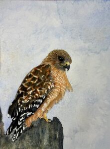 Hawk #3