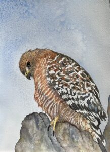 Hawk #2