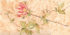 Honeysuckle
