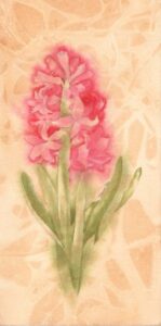 Hyacinth