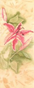 Lily