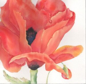 O'keeffe Inspired Poppy