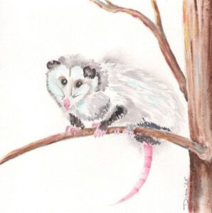 Oppossum