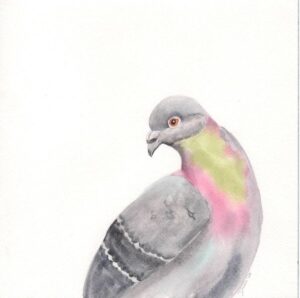 Pigeon