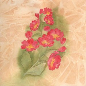 Primrose